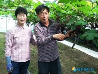 영동 델라웨어 포도 첫 출하