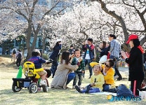 벚꽃 만개한 순천향대 캠퍼스