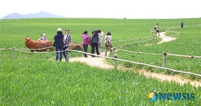 청보리밭속 황소와 함께
