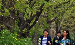 꽃 비가 내리네