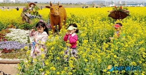 창녕 낙동강 유채꽃 정말 아름다워요