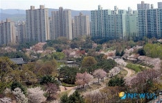 벚꽃과 아파트