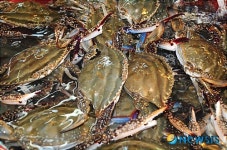서천 꽃게, 하루 위판량 20톤 ‘풍년’