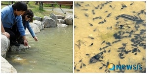 담양에 출현한 두꺼비 올챙이떼