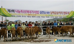 남해군 송아지 경매시장 개장