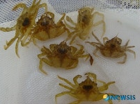 왕밤송이게(털게) 인공종묘 생산 성공