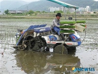 창원시 마산합포구 신기들 첫 모내기