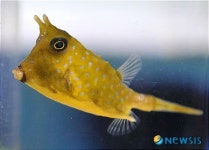 뿔달린 카우피쉬