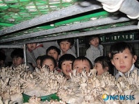 보령 성주면, 버섯재배 체험장 ‘인기짱’
