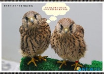 야생동물치료센터 어린 야생동물 구조하지 말자 이색 캠페인