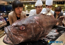 부산 앞바다서 길이 164cm·무게 77kg 돗돔 포획, 전설의 심해어 재확인
