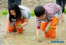 모내기하러 내년에 또 올래요
