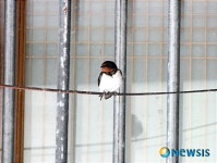 밀양 시골 초등학생 제비 생태조사