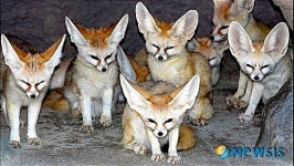 전주동물원, 어린왕자 친구 사막여우 맞이