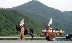 영월의 서강 따라 타보는 당나귀 버스 체험