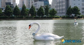 건국대학교 호수 위 태양광 백조