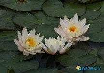 화천 건너들 늪지대 연꽃 활짝