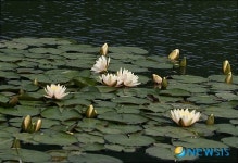 화천 건너들 활짝핀 수연 보려 오세요