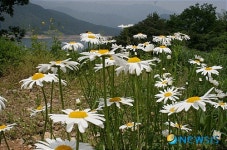 파로호변에 활짝핀 마가렛