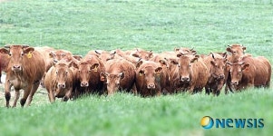 구제역 이겨낸 우량 한우 방목