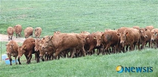 구제역 이겨낸 우량 한우 방목