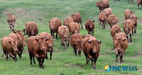 구제역 이겨낸 우량 한우 방목