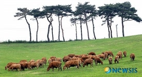 구제역 이겨낸 우량 한우 방목