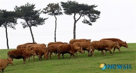 구제역 이겨낸 우량 한우 방목
