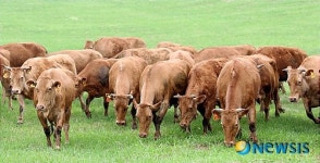 구제역 이겨낸 우량 한우 방목