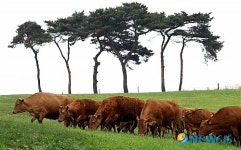 구제역 이겨낸 우량 한우 방목
