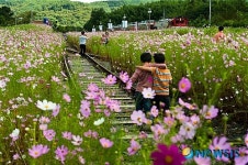 하동코스모스역 테마역 조성 돼