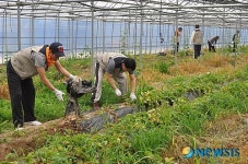 농촌사랑 사회봉사단 농촌 일손돕기 구슬땀