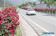 밀양 상동면 장미꽃 향기에 취해보세요