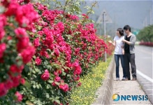 밀양 상동면 장미꽃 향기에 취해보세요