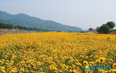 보령댐 하류 화산천, 황금빛 금계국 ‘만발’ 이국적 풍경 연출