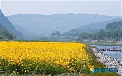 보령댐 하류 화산천, 황금빛 금계국 ‘만발’