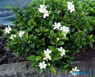 제주 장마예보 치자꽃  개화