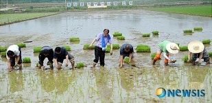 통일쌀 모내기