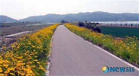 영덕군 영해면 송천강변 금계국 만개