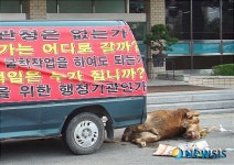 정읍시청 광장 죽은소 항의 소동