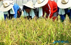 전국 첫 벼베기 이천에서 열려