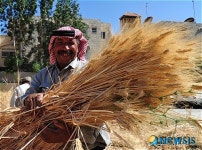 메이드 인 더 시티, 올해 햇밀이요!
