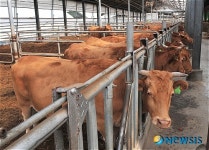 횡성한우 유통투명화 품질인증시스템 지원사업