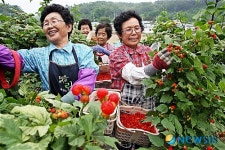 산딸기 따는 아줌마들