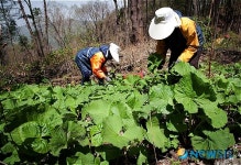 인제 하늘여울 소치마을 수리취 축제 마련