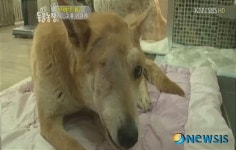 누렁이 반쯤 죽인 유력 용의자, 발뺌