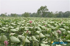 부여군, 서동연꽃 축제 준비 ‘구슬땀’