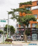 한라건설이 청주 사직사거리에 심은 소나무