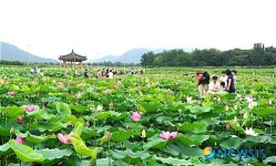 경주, 안압지 연꽃단지