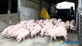 캐나다산 씨돼지 국내 도착